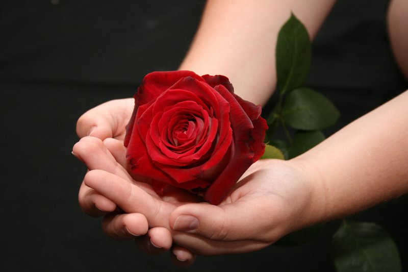 Actions with a rose in a dream Actions with a rose in a dream