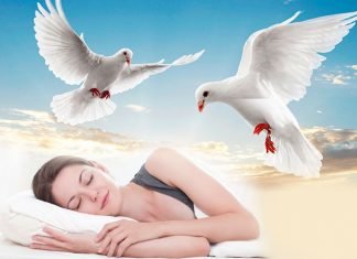 A dream about pigeons