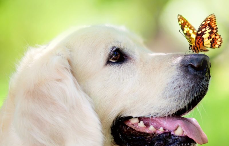 Dog by Miller's Dream Book