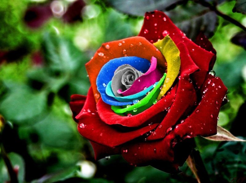The color of a rose in a dream The color of a rose in a dream
