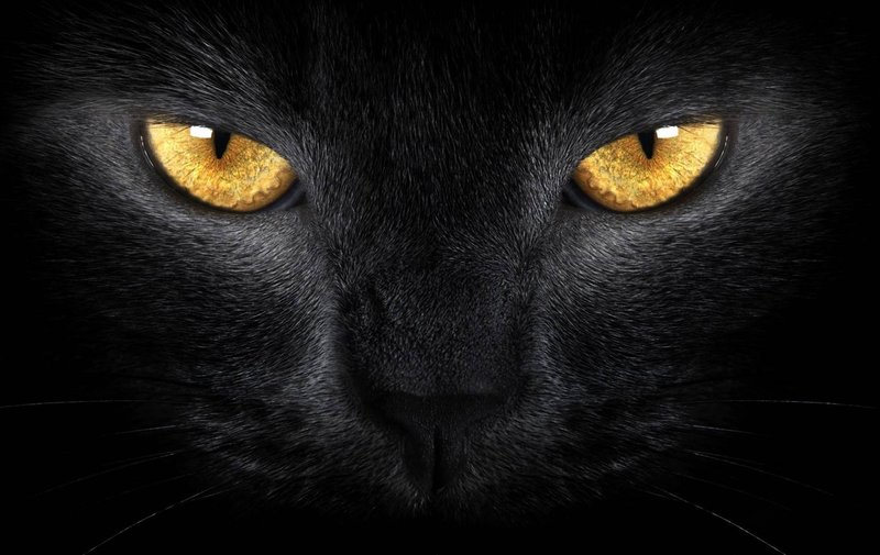 The death of an animal in a dream