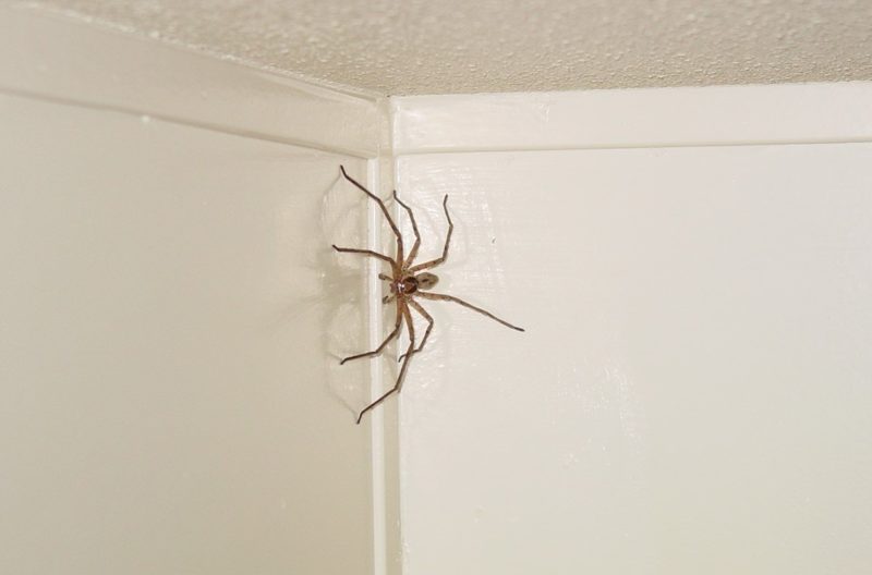 Spider in the house