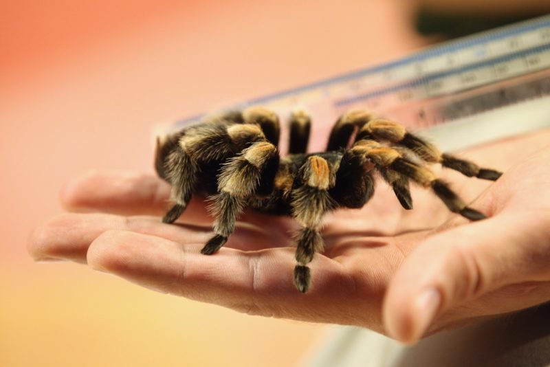 If a big spider dreams