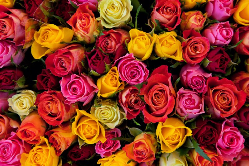 Roses of different colors in a dream Roses of different colors in a dream
