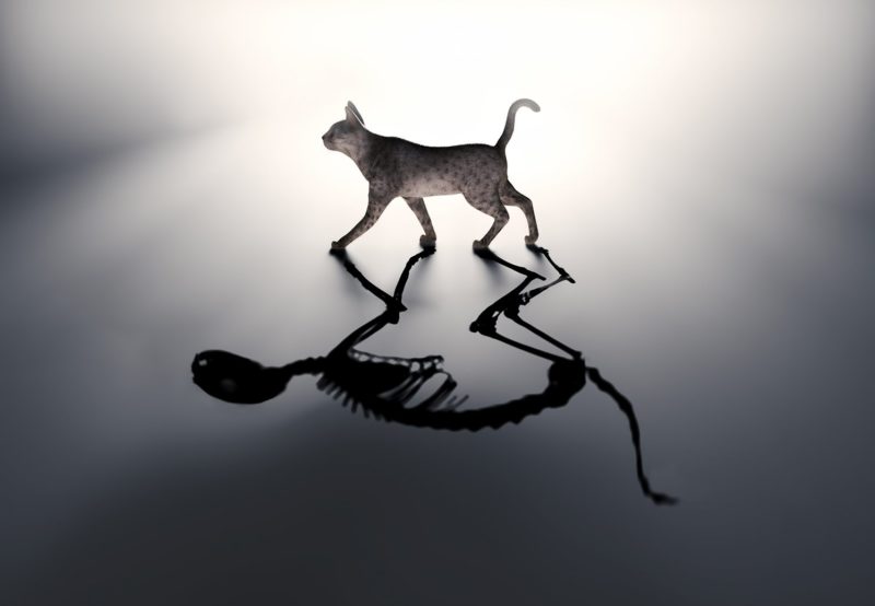 Kill the animal in a dream Kill the animal in a dream