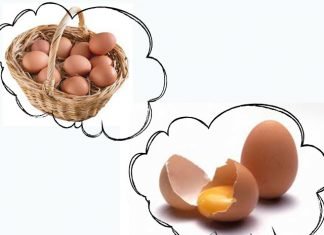 What do chicken eggs dream of?