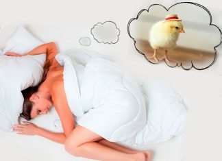 What are the chickens dreaming of