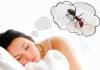 What do ants dream of?
