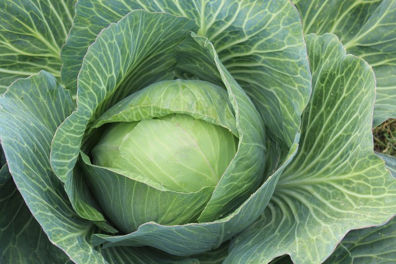Cabbage