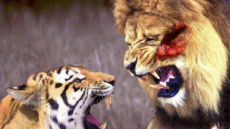 Lion and tiger in a dream - meaning