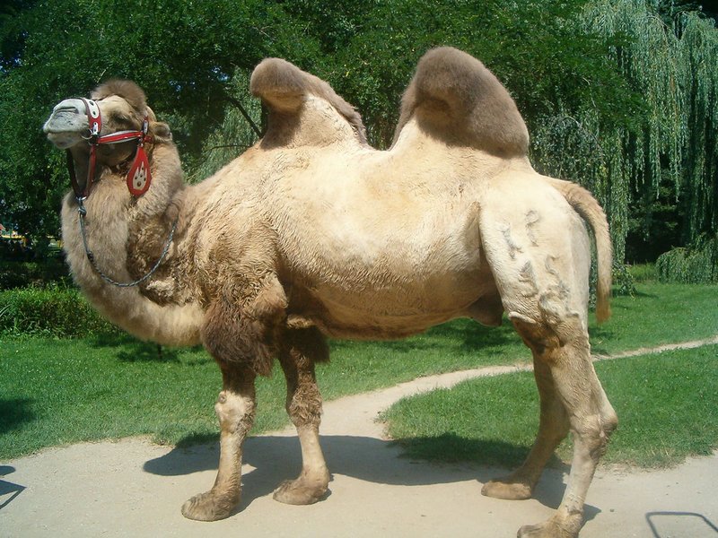 Camel in Kopalinsky Camel in Kopalinsky