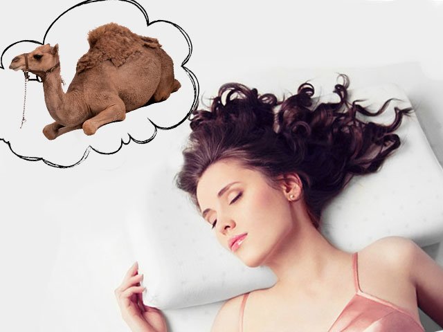 Camel Dream Camel Dream