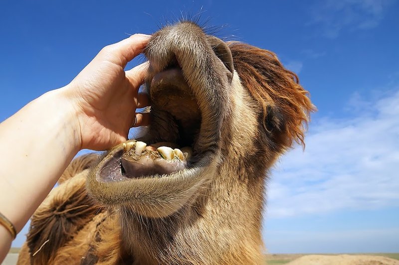 Camel in a dream Camel in a dream