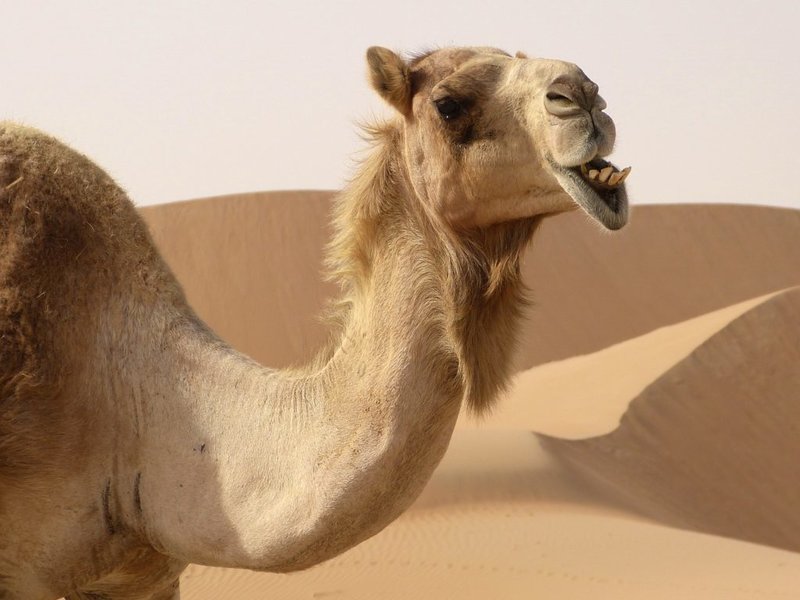 The appearance of a camel in a dream The appearance of a camel in a dream