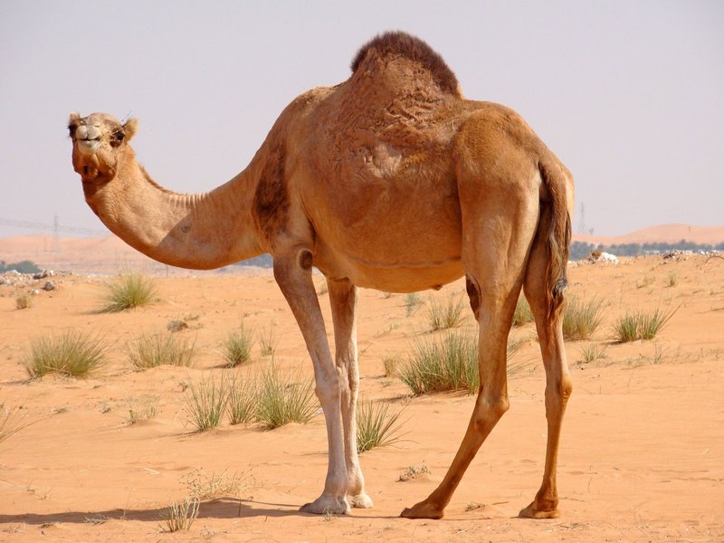 The image of a camel in a dream The image of a camel in a dream