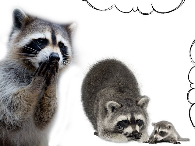 Raccoon Dream Raccoon Dream