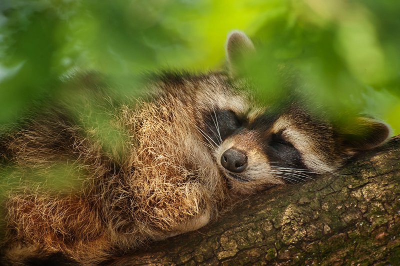 Interpretation of sleep about a raccoon Interpretation of sleep about a raccoon