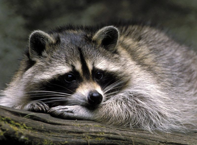 Raccoon by Roberts Raccoon by Roberts