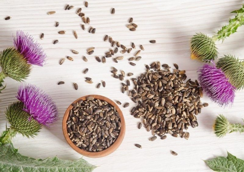 Conspiracies and prayers from bedbugs in the apartment