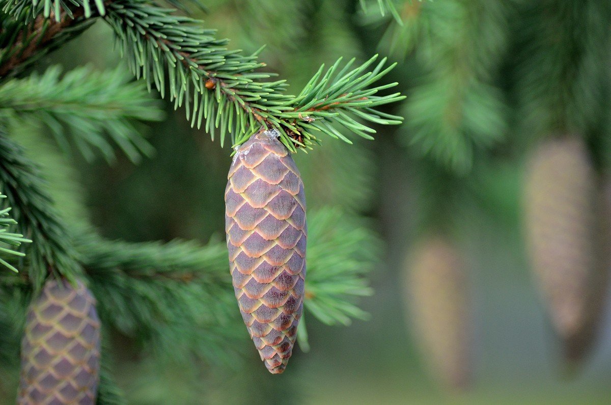 Conspiracy from a hernia on a fir cone