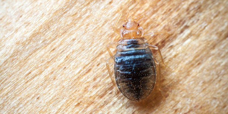 Conspiracies and prayers from bedbugs in the apartment