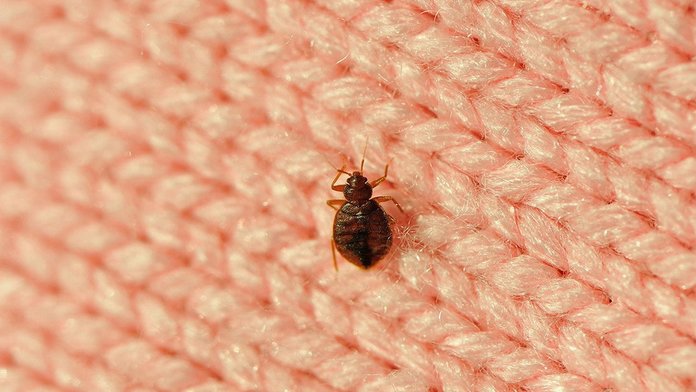 Bedbug Conspiracy