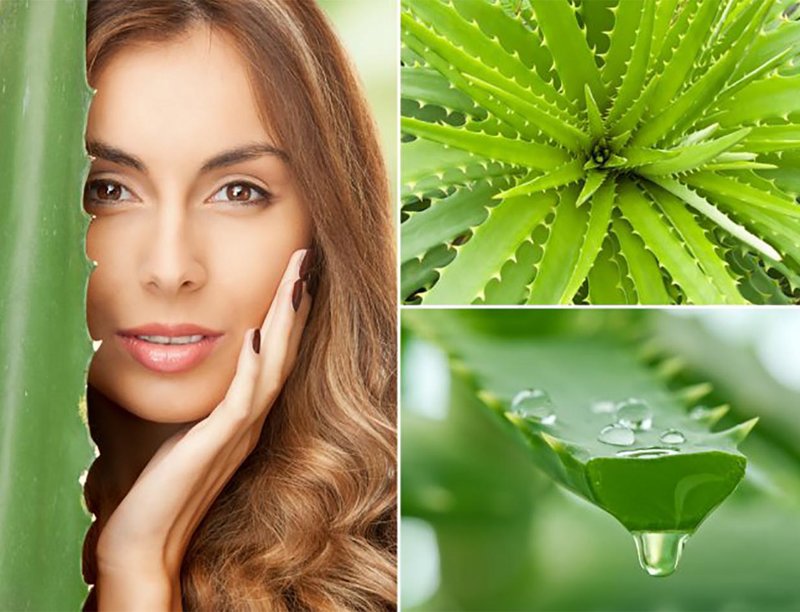 The benefits of aloe juice for hair
