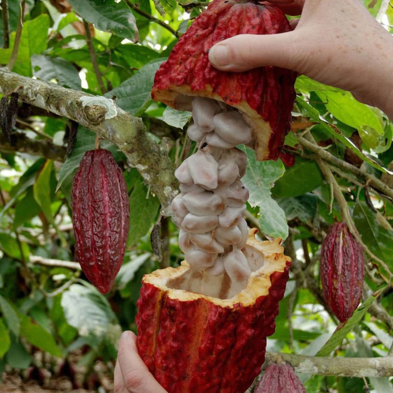 Ripe Cocoa Tree Fruit