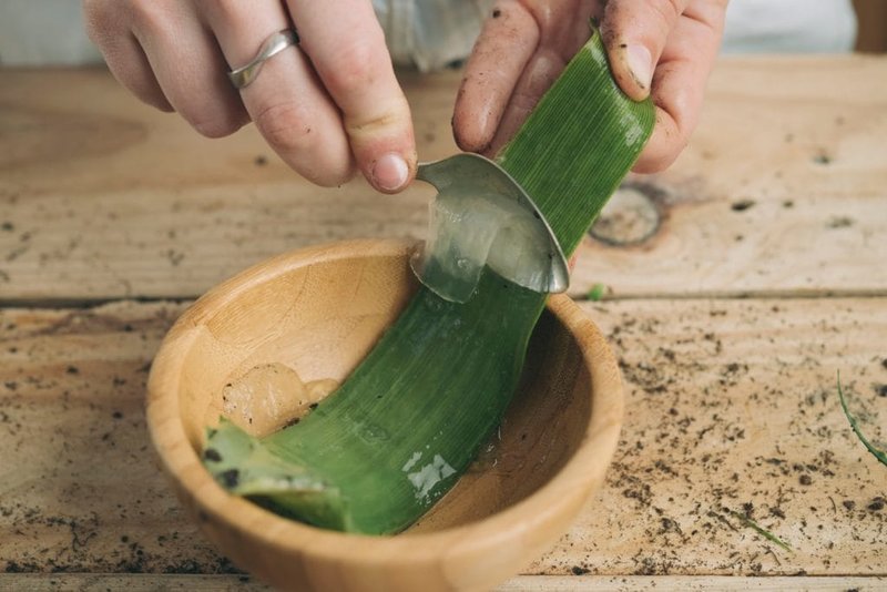Aloe pulp is added to the composition of hair masks