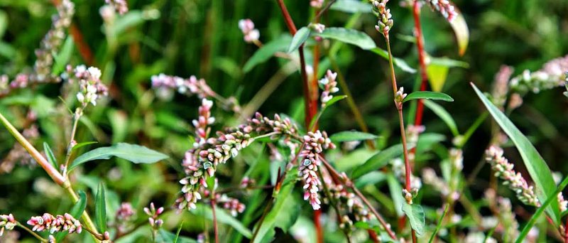 Water pepper Water pepper